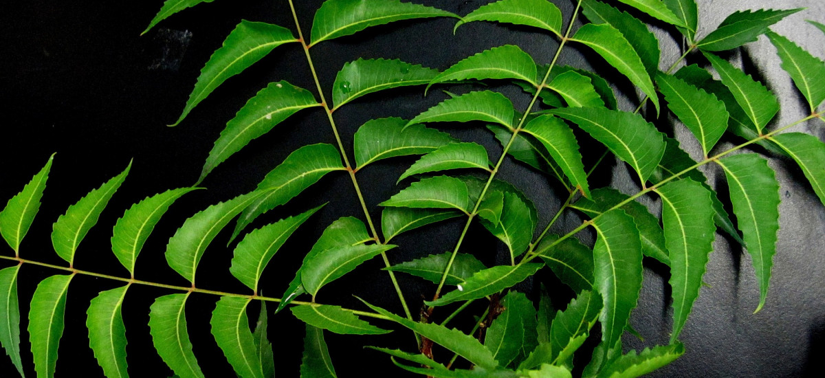 olio di neem