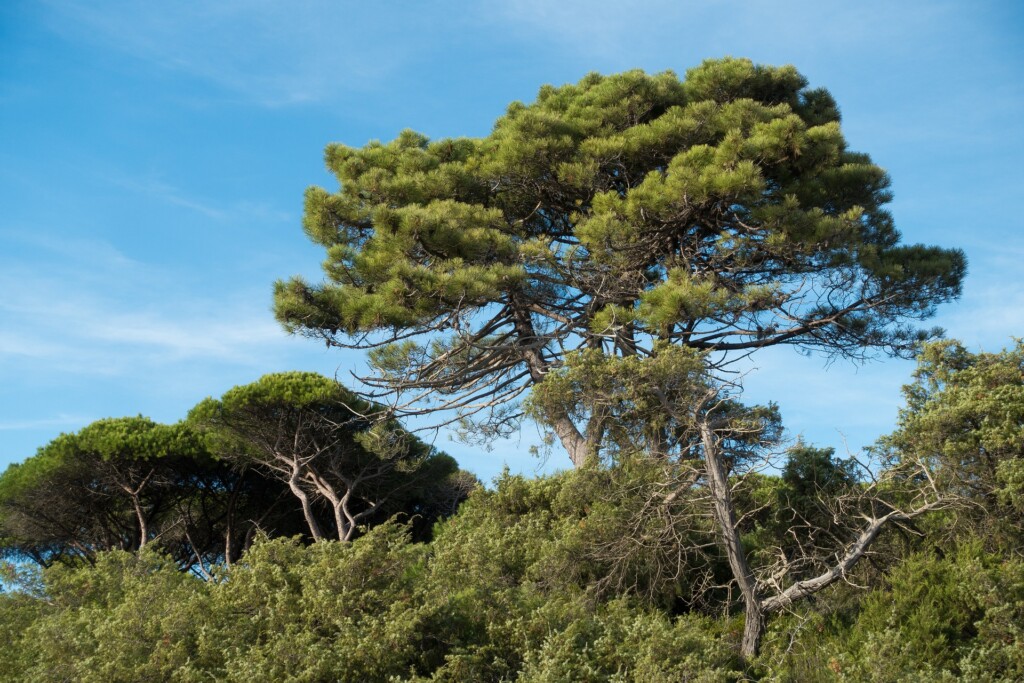 parco dell'uccellina