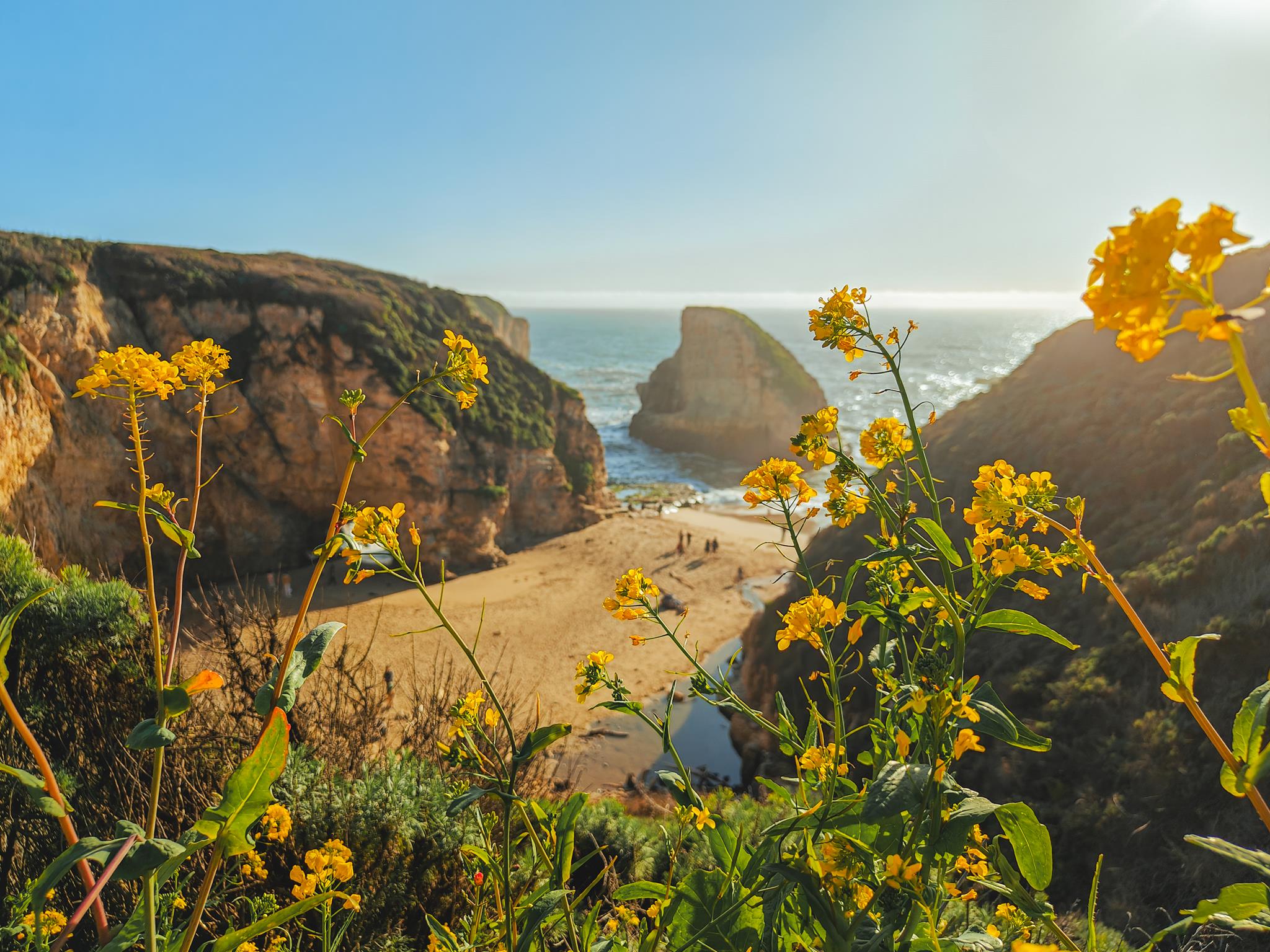 OnePlus 11 Portrait Mode - Field Mustard - Shark Fin Cove, California