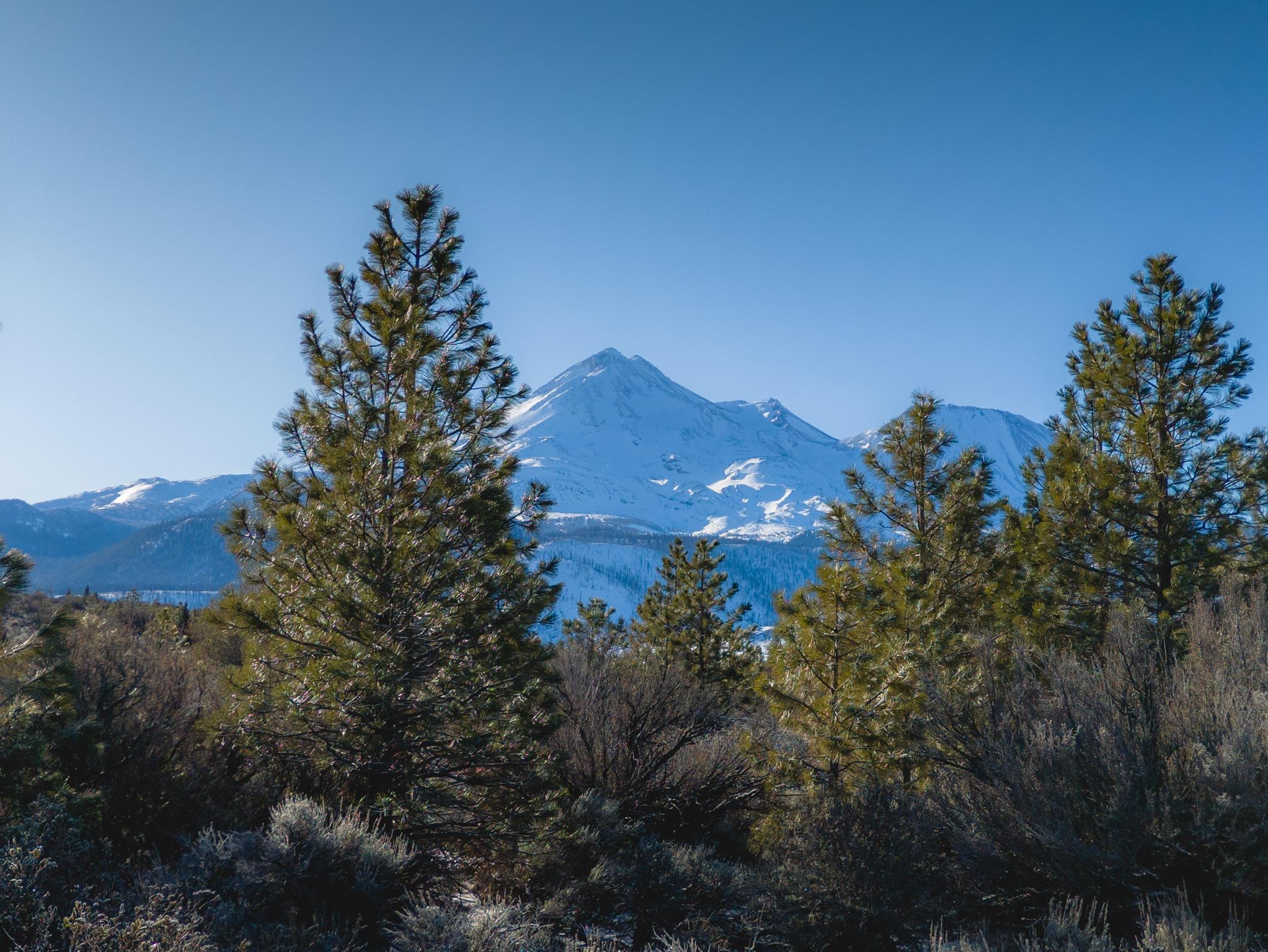 OnePlus 11 RAW Plus - Ponderosa Pines and Juniper Trees - Mount Shasta 