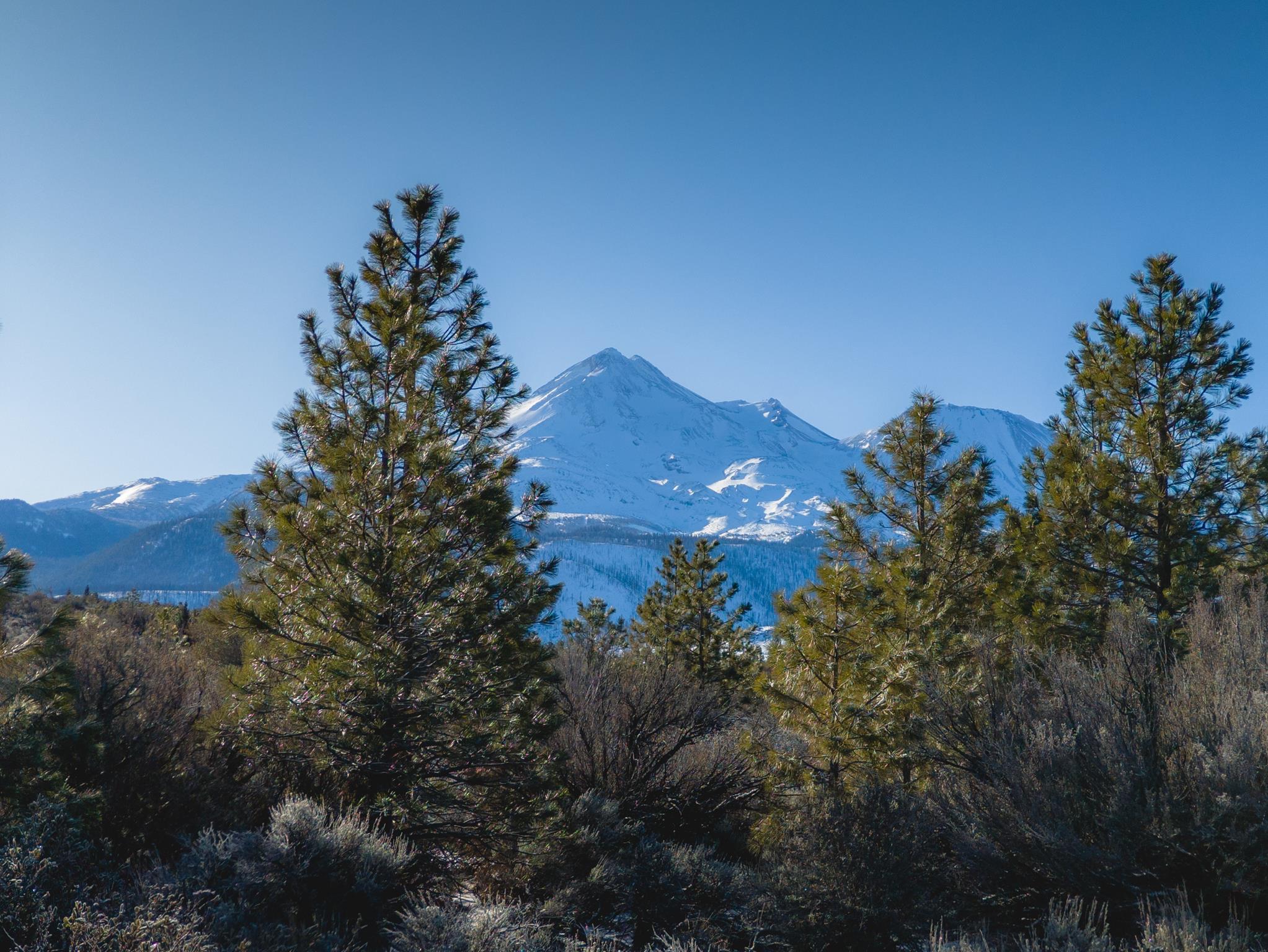 OnePlus 11 RAW Plus - Ponderosa Pines and Juniper Trees - Mount Shasta