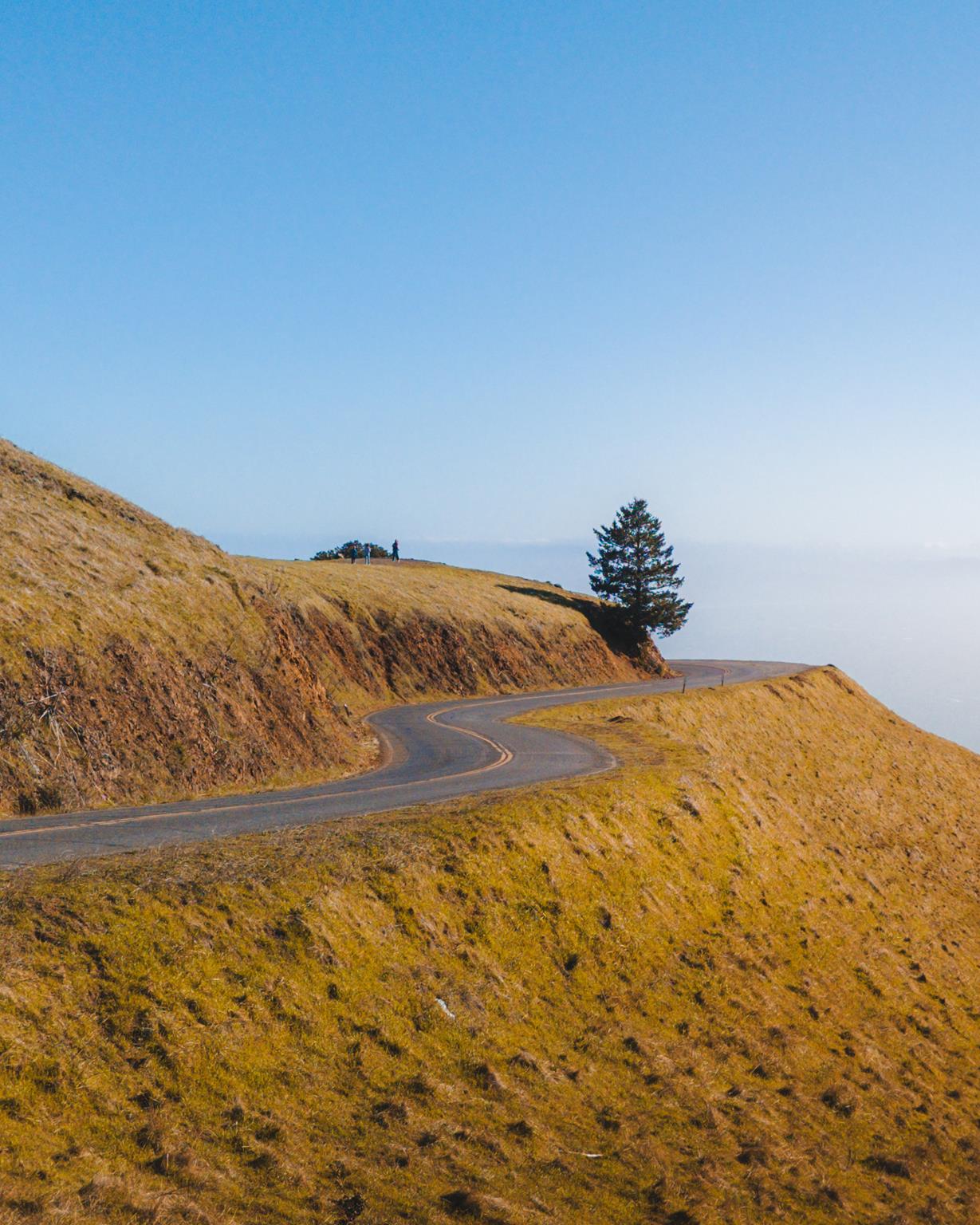 OnePlus 11 Raw Plus - Bishop Pine - Mount Tamalpais