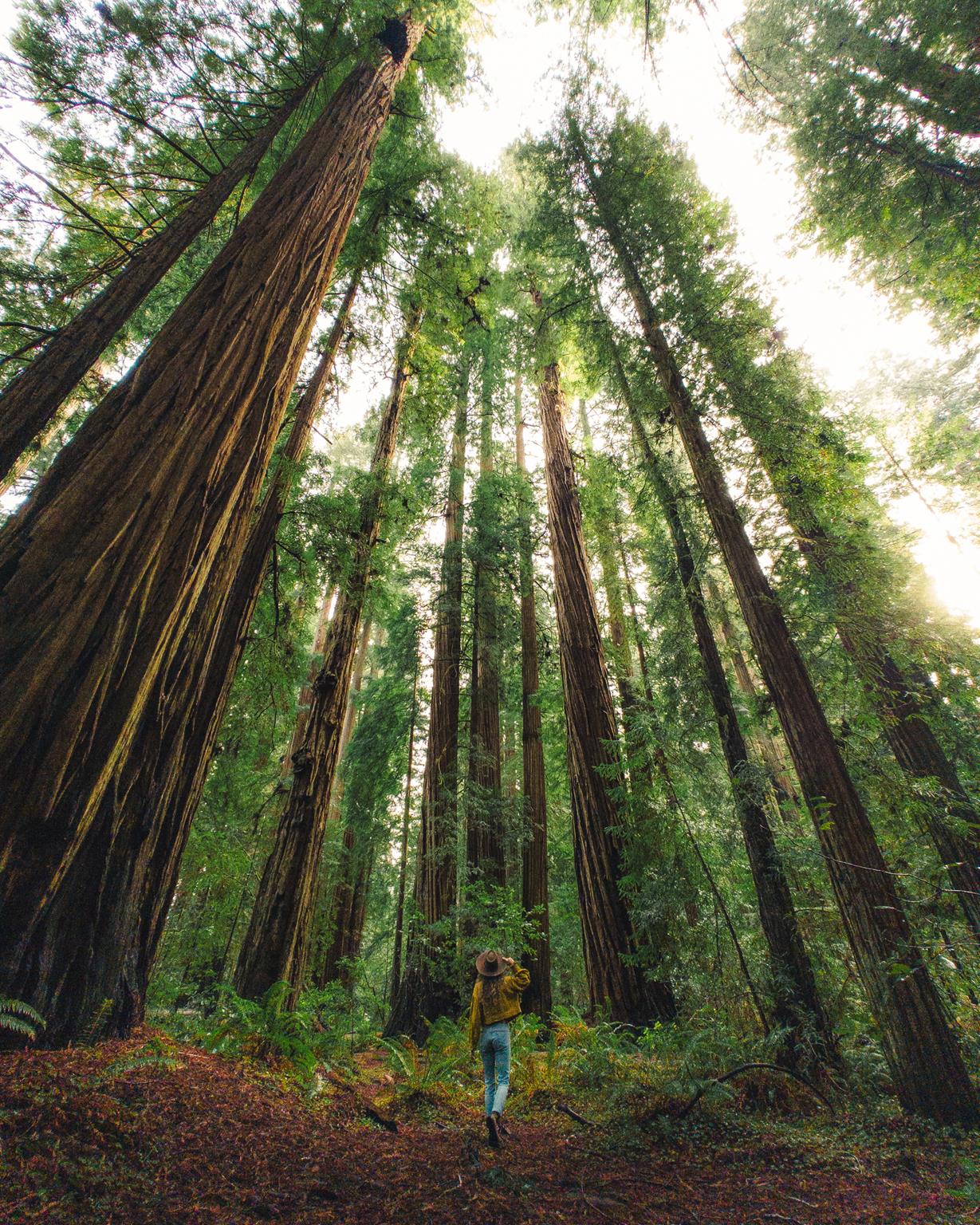 OnePlus 11 Raw Plus - Coastal Redwoods