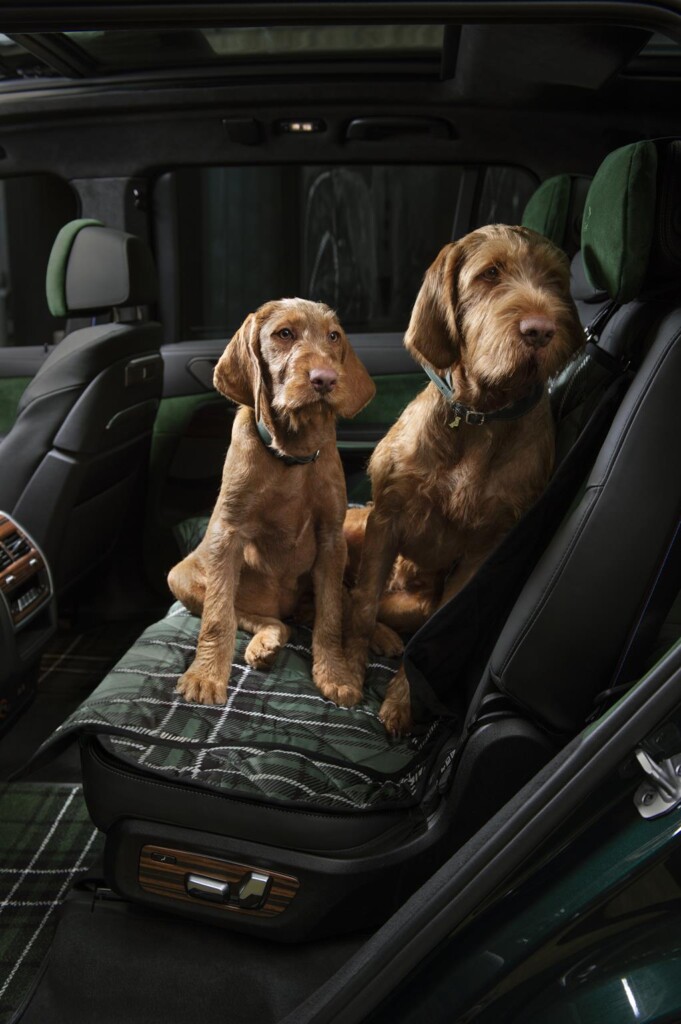 poldo dog couture x bmw collezione di lusso per cani in auto