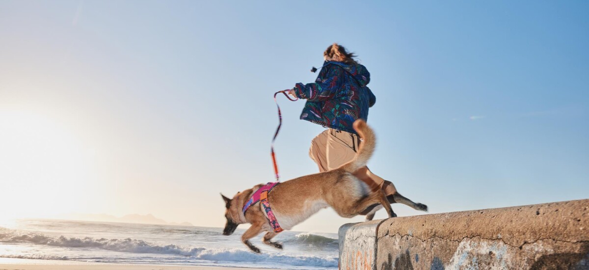 FARM Rio x Zee.Dog accessori per animali