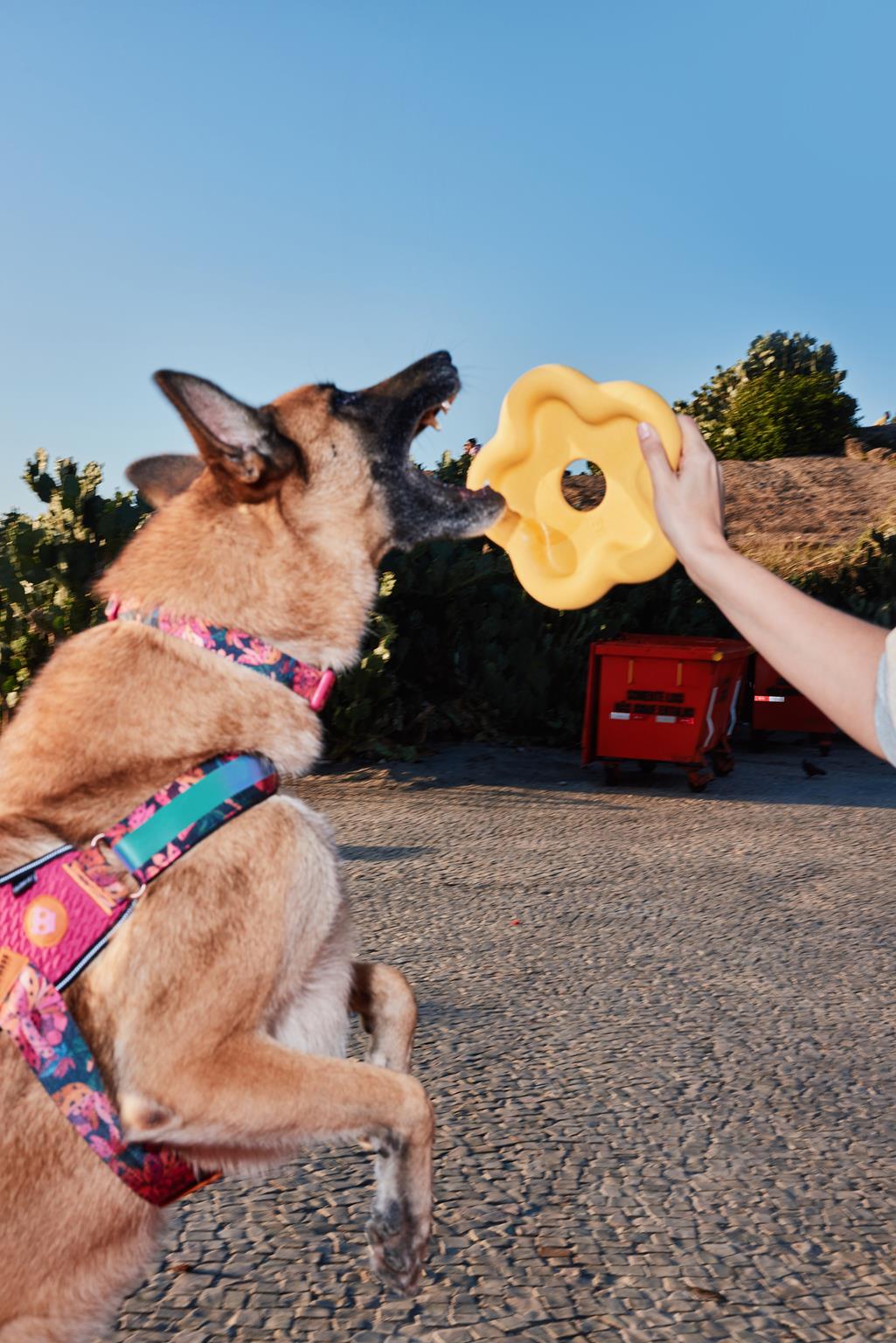 FARM Rio x Zee.Dog accessori per animali
