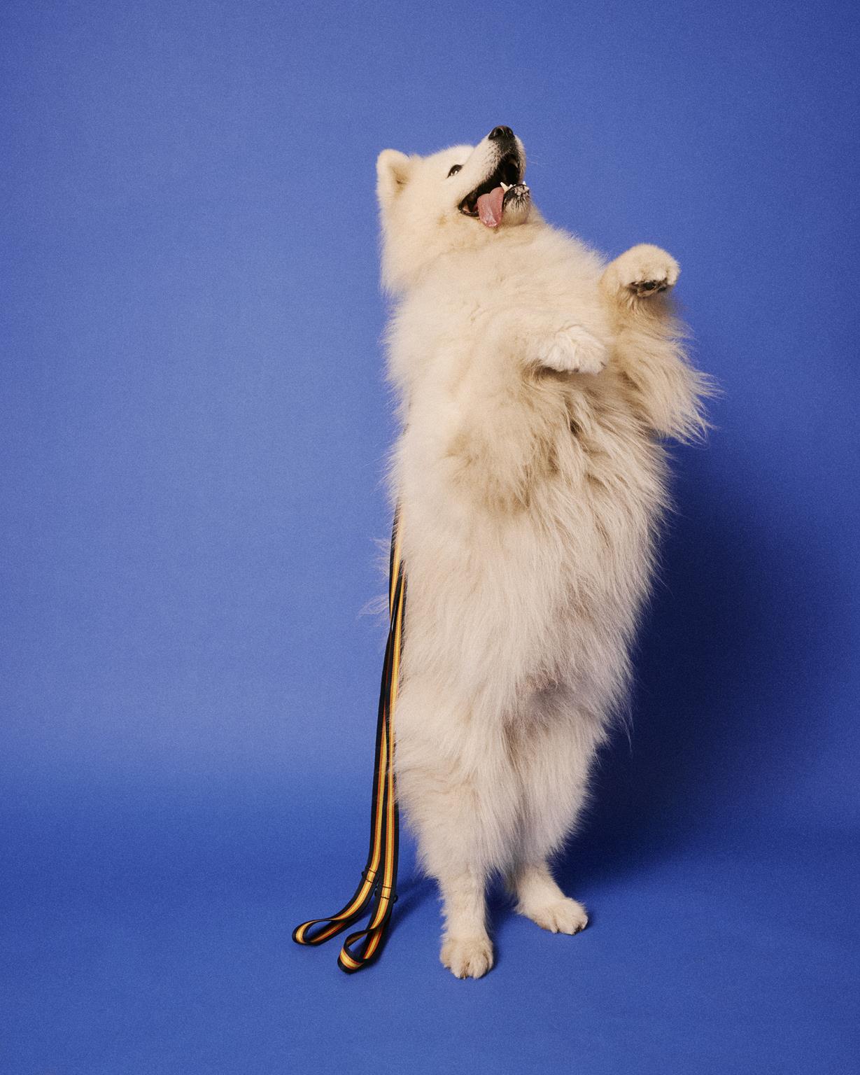 nuova collezione PETS di K-Way