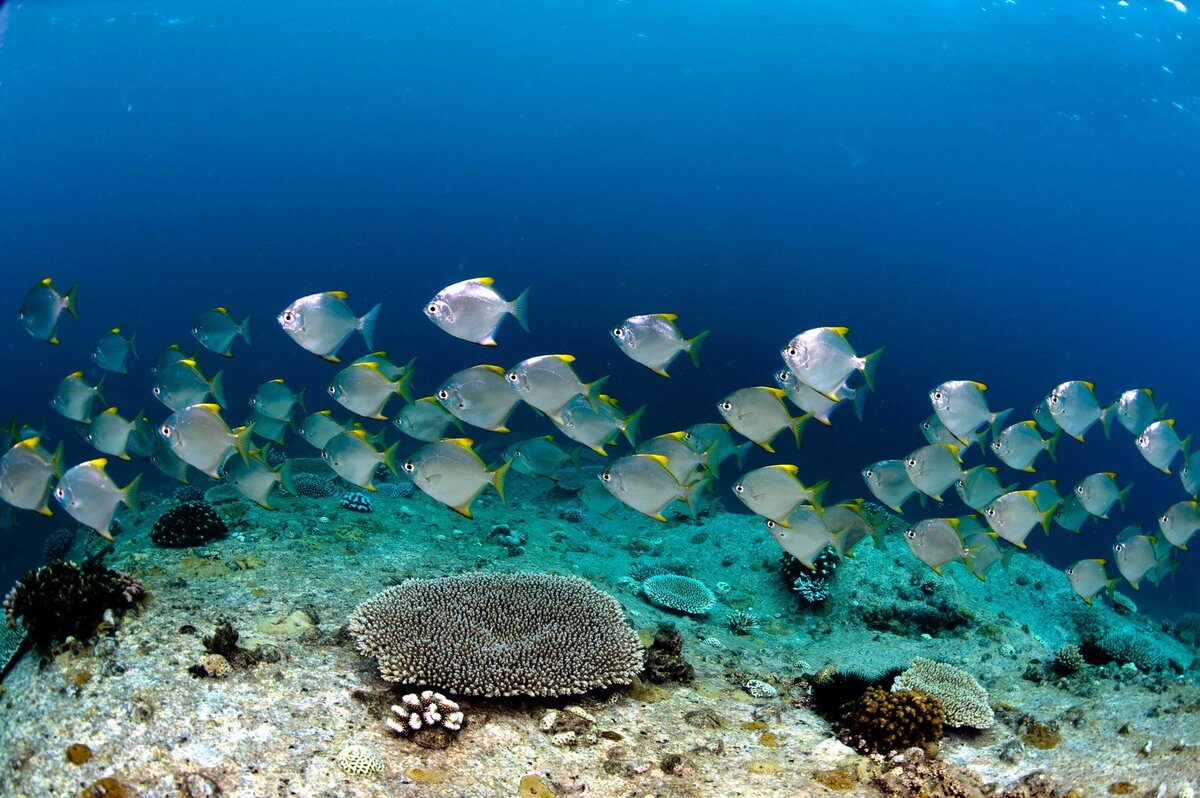 seychelles diving