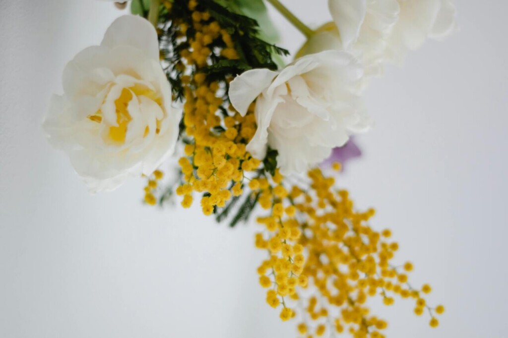 mimosa per festa donna