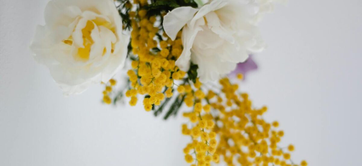 mimosa per festa donna