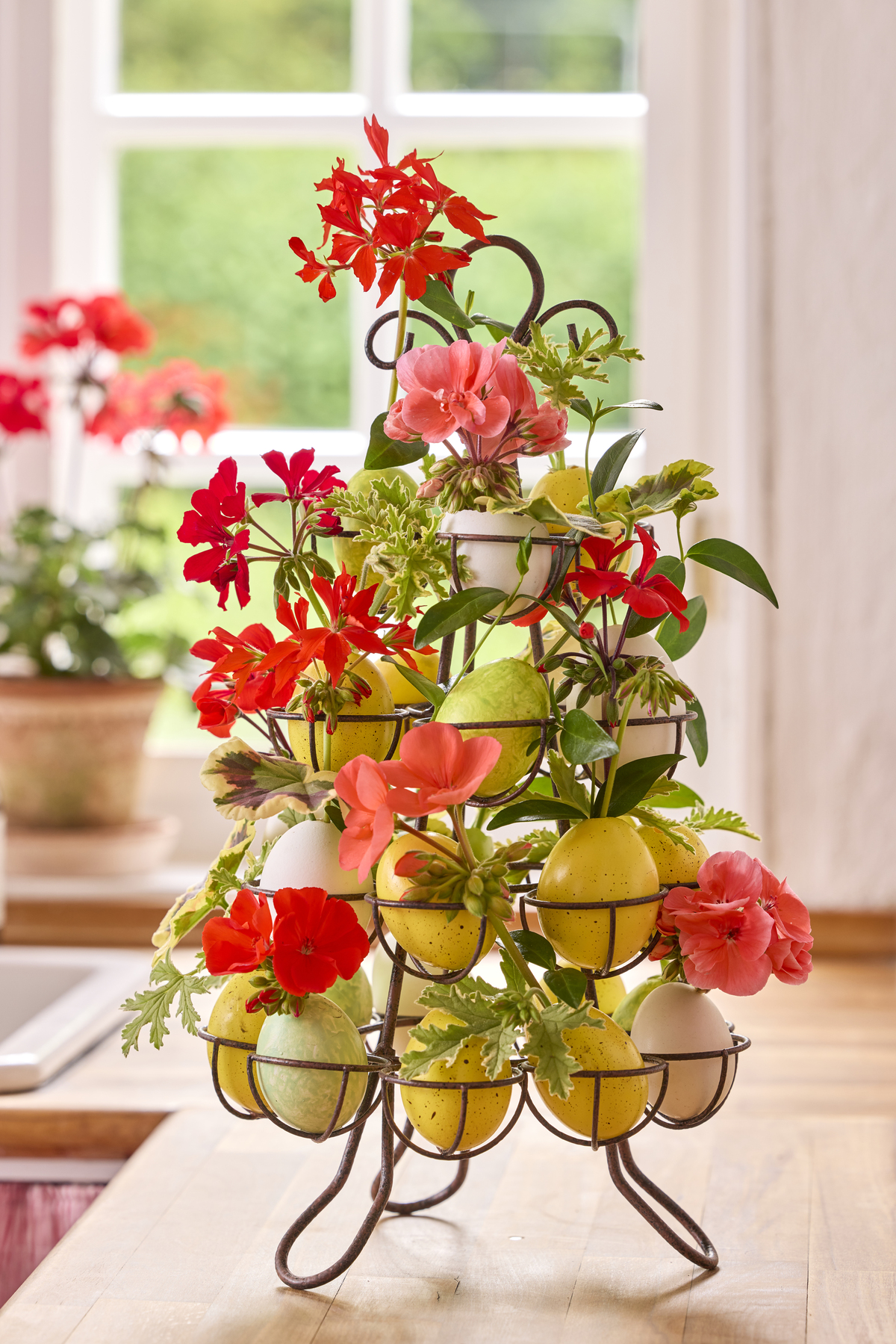 tavola primavera gerani Pelargonium for Europe
