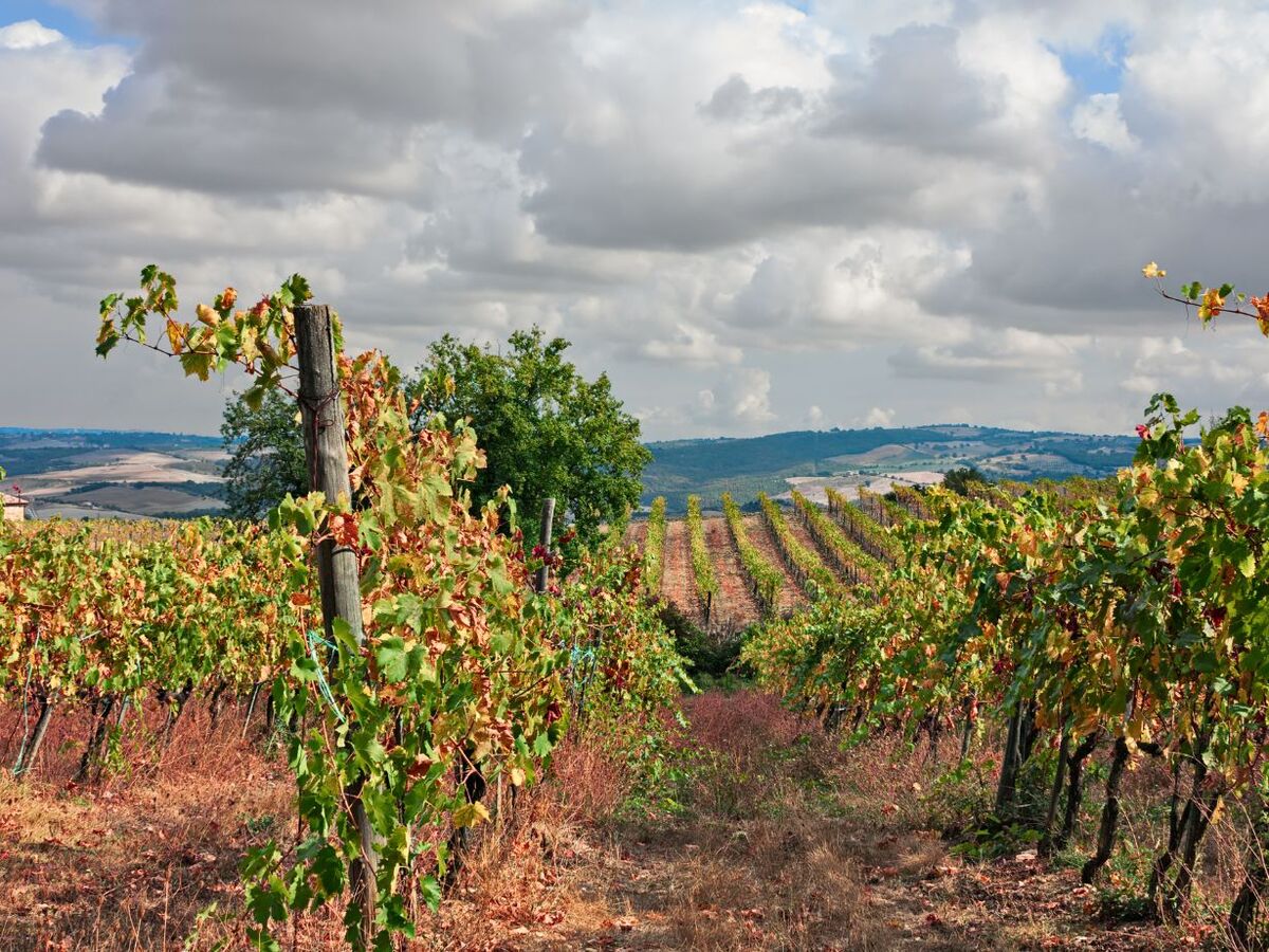 montepulciano val orcia toscana vigne cantine