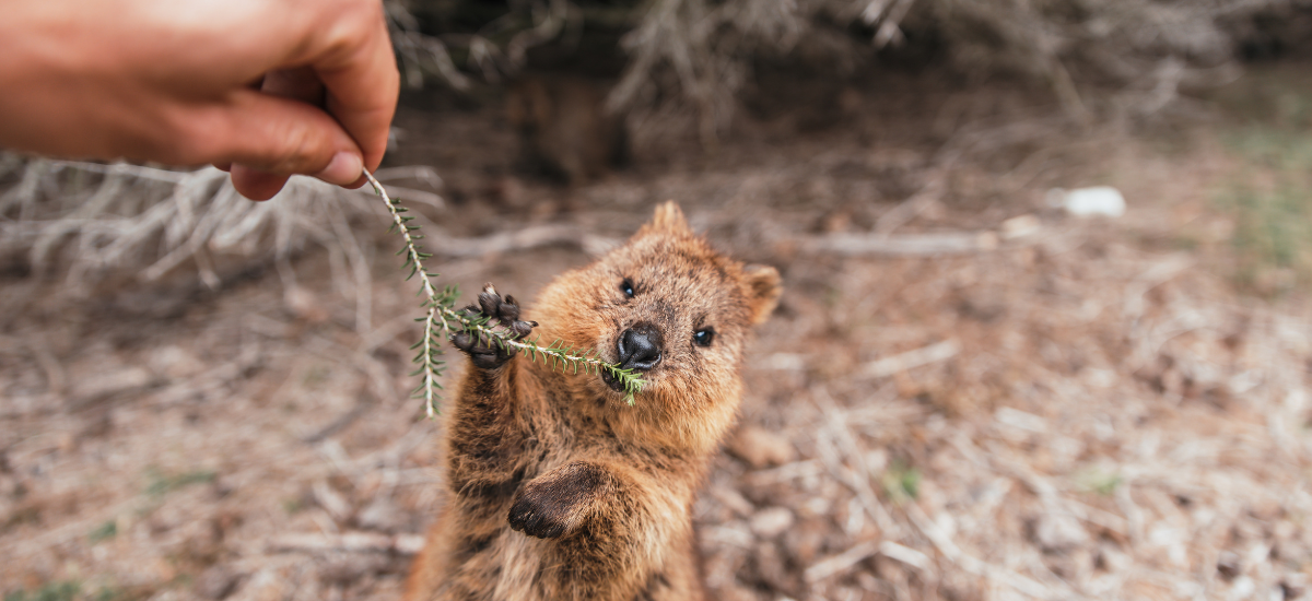 Quokka Tourism Western Australia