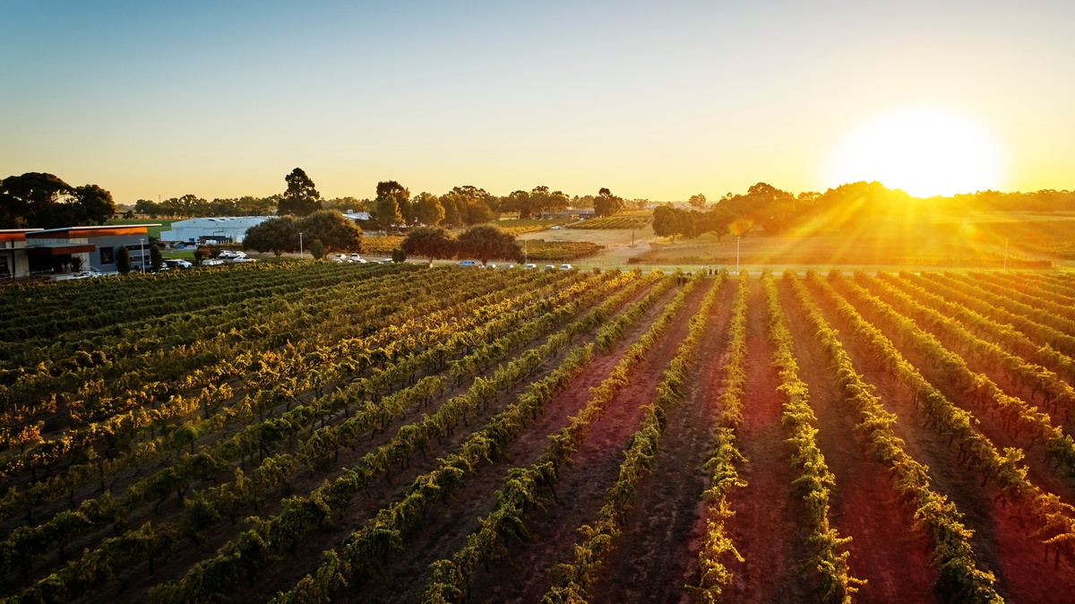 vini australia Mandoon Estate