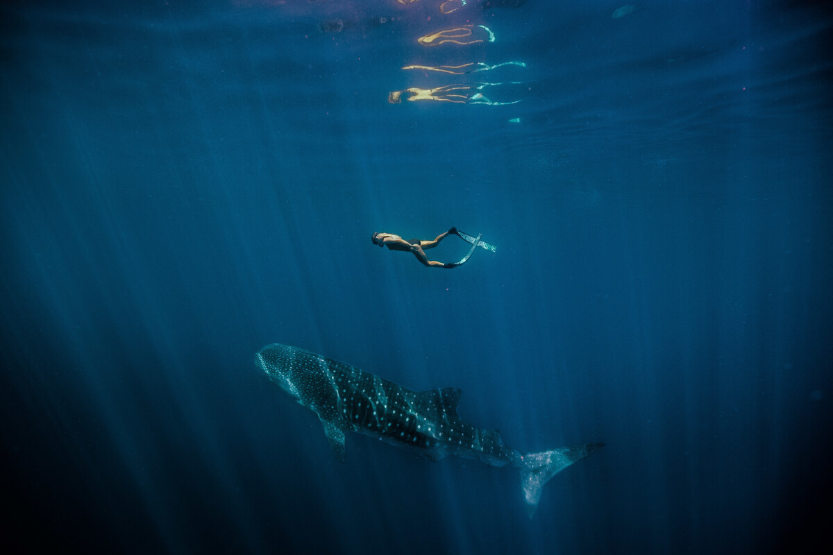 Ningaloo Reef Traveller swimming with a whale shark along Ningaloo