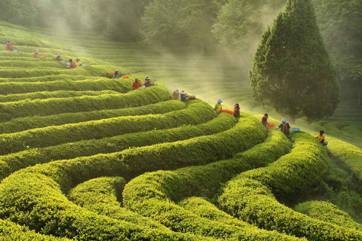 corea del sud