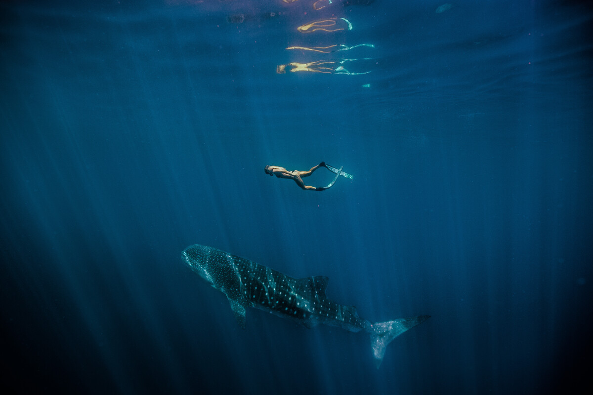 Swimming Whale Shark (Rhincodon typus), Ningaloo Marine Park