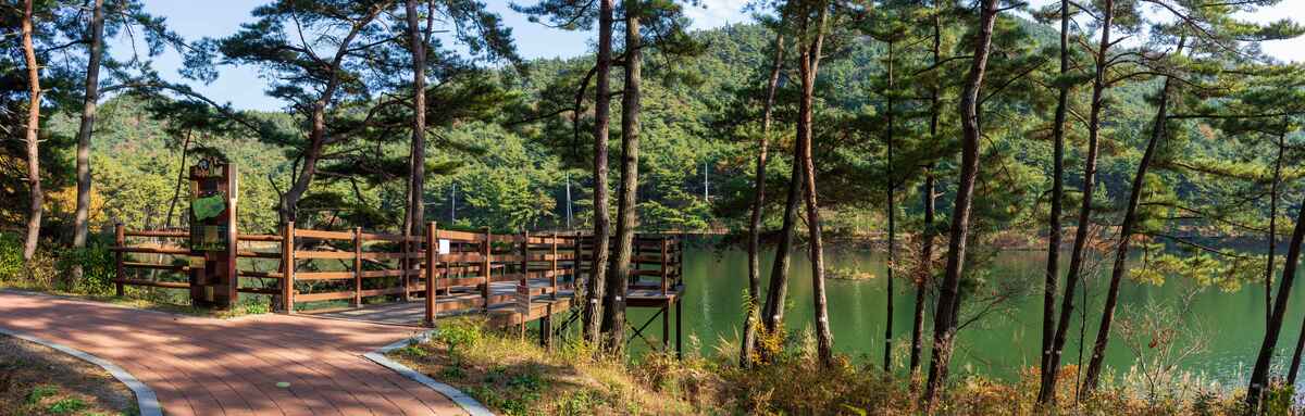Corea del sud foresta