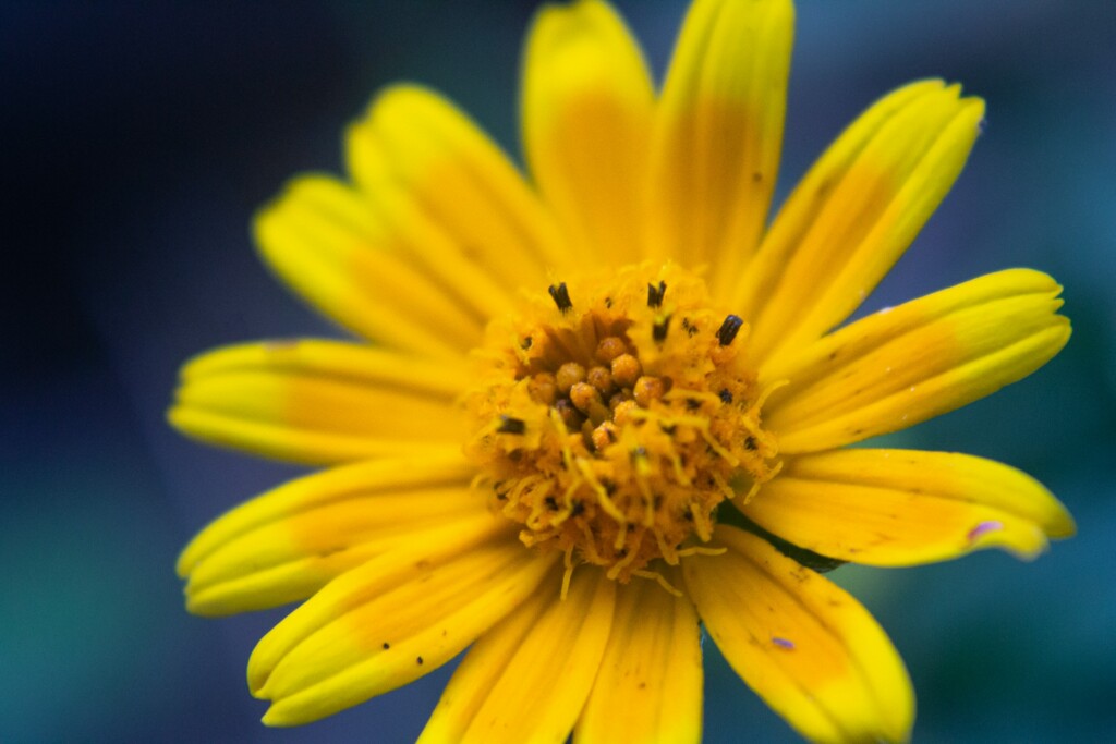 arnica