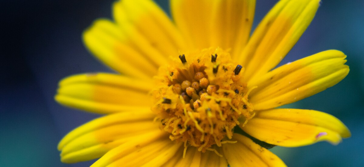 arnica
