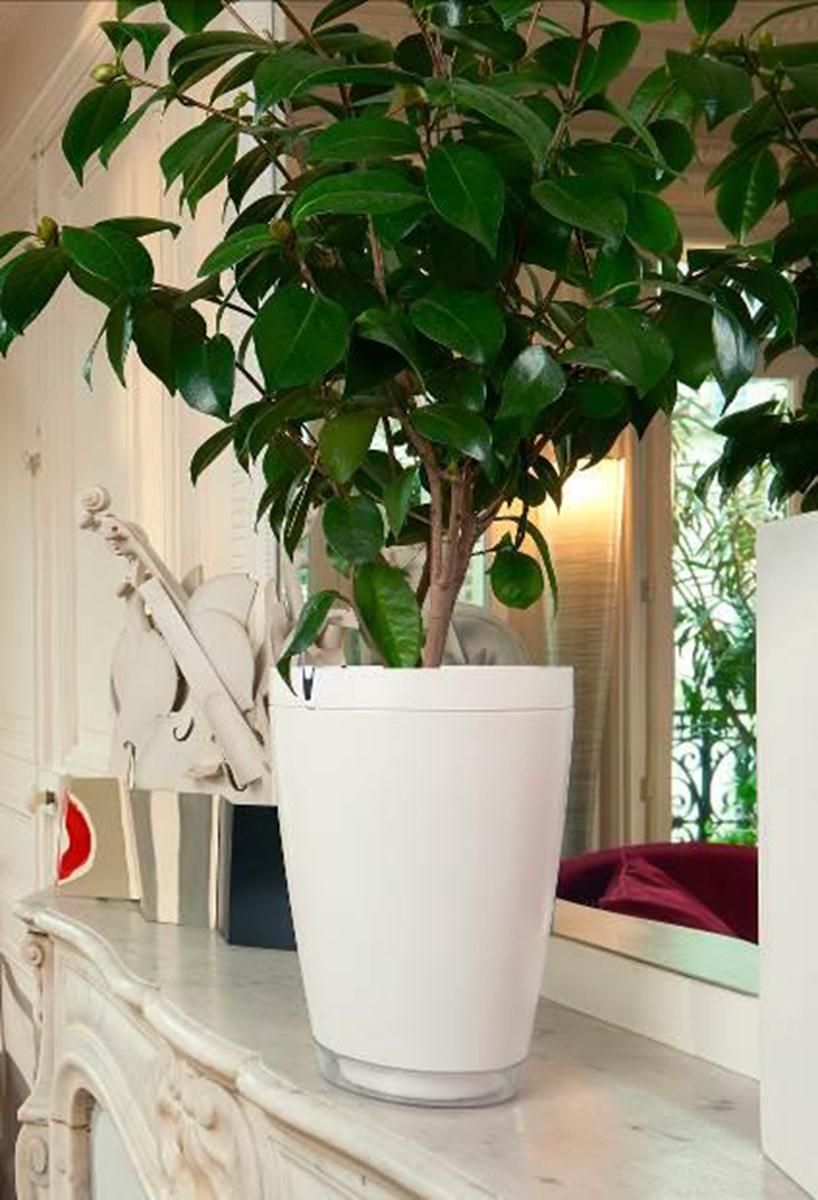 Parrot Pot