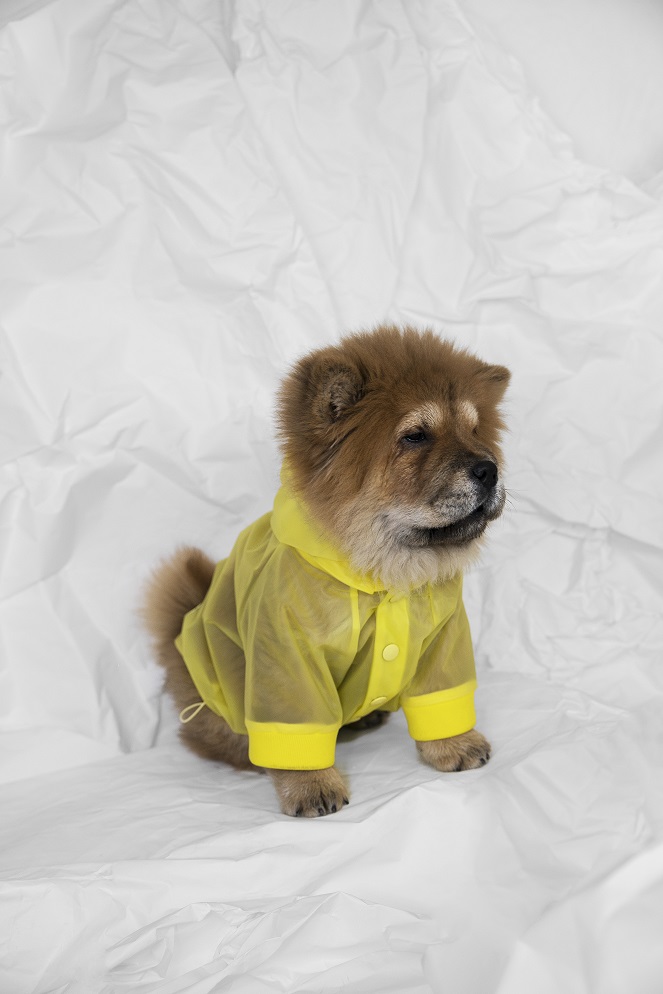abbigliamento per cani impermeabile pioggia