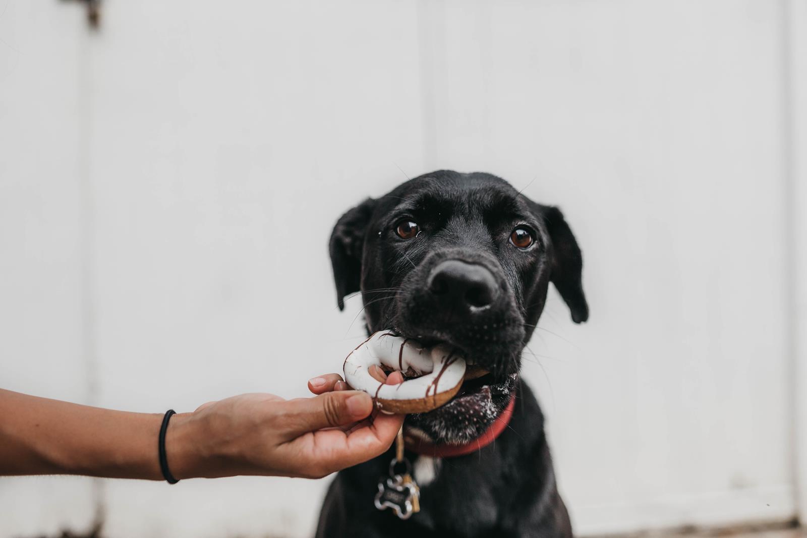 dieta per cani - cosa può mangiaere un cane e cosa è percioloso per un cane