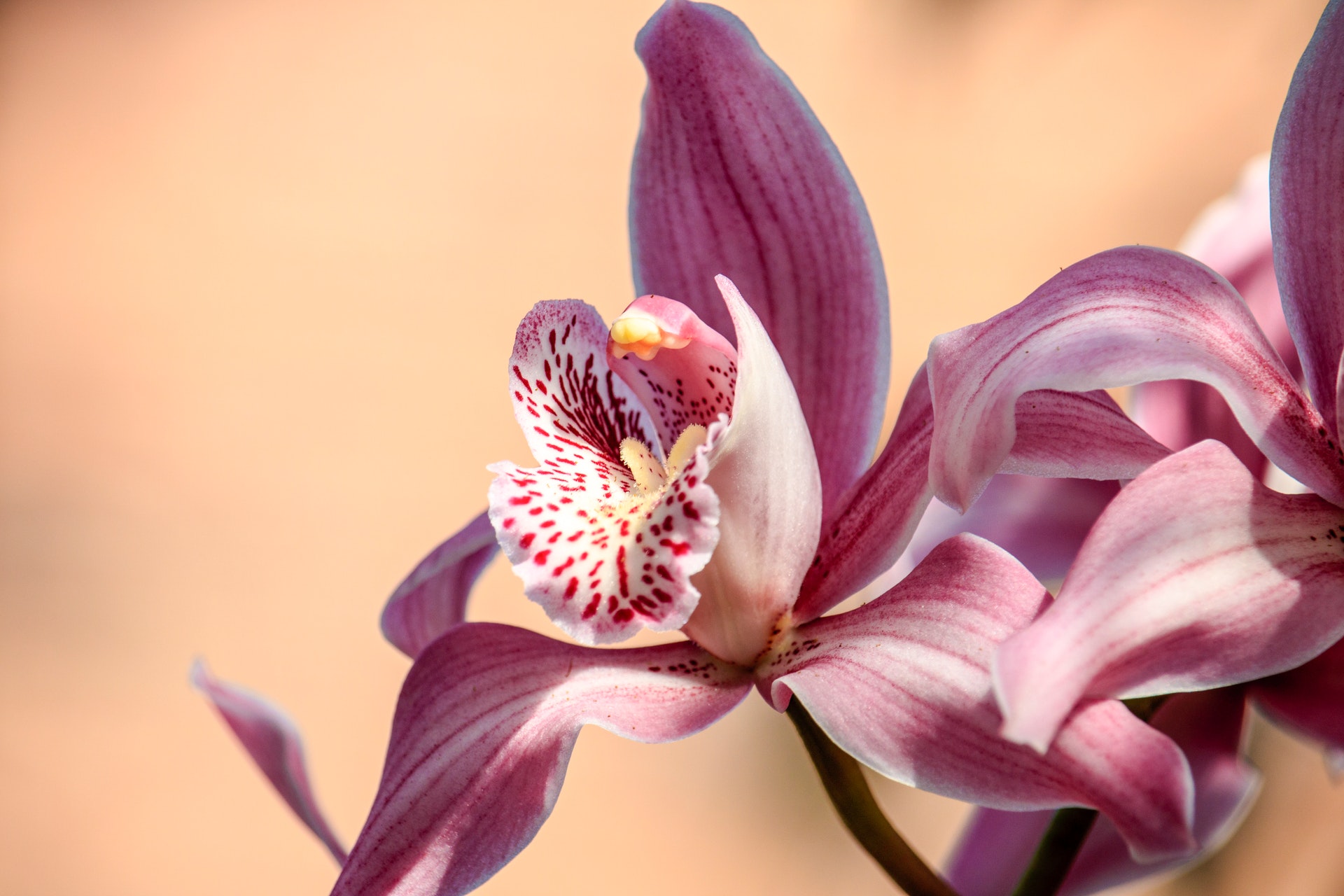 orchidea significato